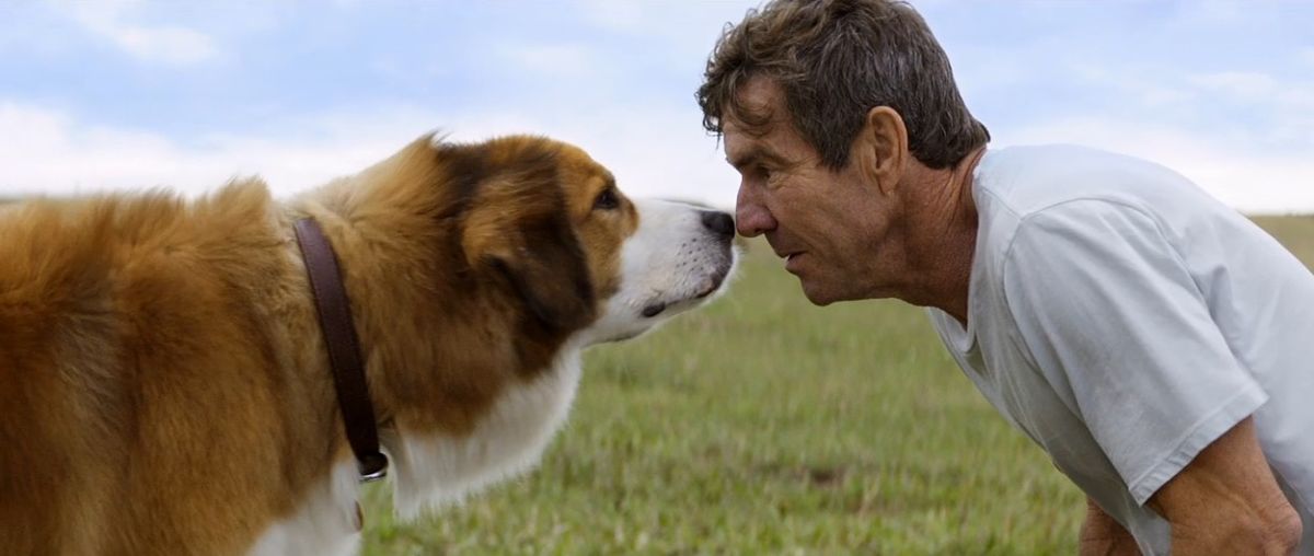 Qua la zampa. Film per Dudù